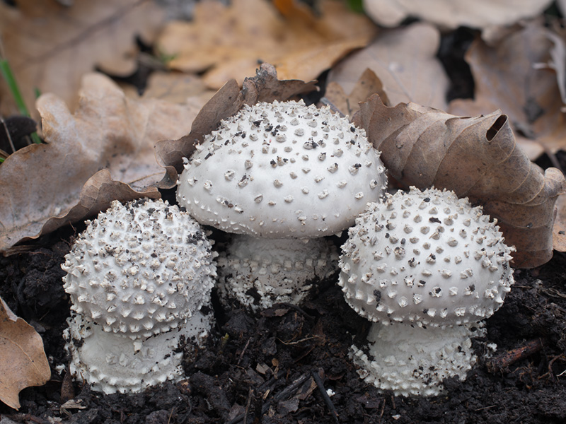 Amanita echinocephala